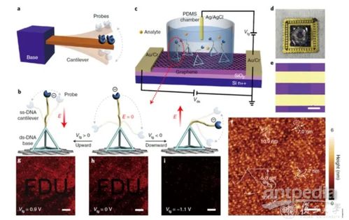 4分鐘內(nèi)出核酸結(jié)果 復(fù)旦大學(xué)如何實現(xiàn)精準生物檢測